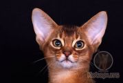 Абиссинский котенок Spock Kotopurrs