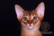 Абиссинский котенок Richie Kotopurrs