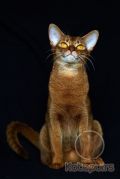 Абиссинская кошка Nika Kotopurrs