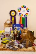 Абиссинская кошка Nika Kotopurrs и награды с выставки