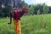 Выпускница абиссинская кошка Pallada Kotopurrs