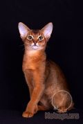 Абиссинский котенок Spock Kotopurrs