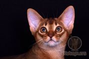 Абиссинский котенок Richie Gold Kotopurrs