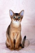 Абиссинский котенок Richie Gold Kotopurrs