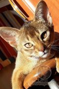Выпускница абиссинская кошка Qiana Kotopurrs