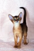 Абиссинский котенок Sirius Kotopurrs