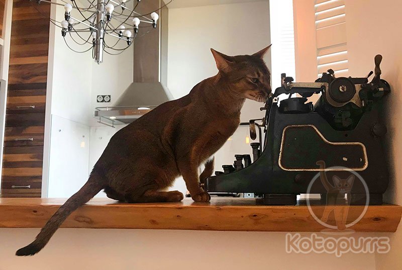 Выпускник абиссинский кот Oliver Kotopurrs