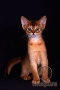 Абиссинский котенок Tiberius Kotopurrs