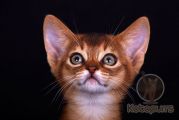Абиссинский котенок Tiberius Kotopurrs