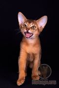 Абиссинский котенок Sapphire Kotopurrs