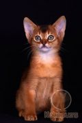 Абиссинский котенок Talana Kotopurrs