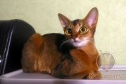 Выпускница абиссинская кошка Penelope Kotopurrs