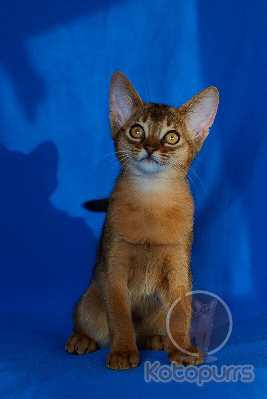 Абиссинский котенок Talana Kotopurrs