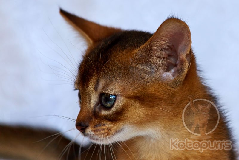 Абиссинский котенок Valiant Kotopurrs
