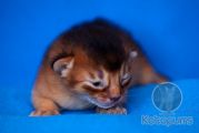 Новорожденный абиссинский котенок