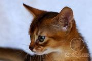 Абиссинский котенок Valiant Kotopurrs