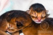 Новорожденные абиссинские котята