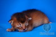 Новорожденный абиссинский котенок