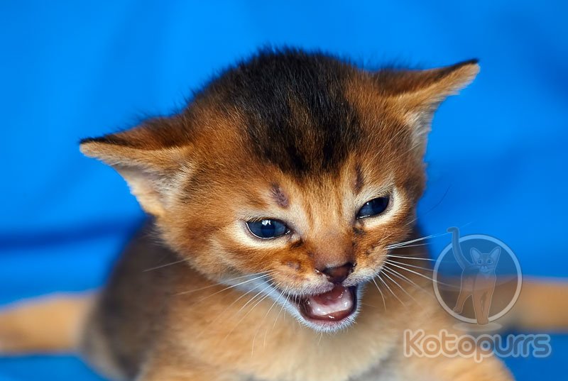 Абиссинский котенок Xenos Kotopurrs