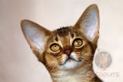 Абиссинский котенок Uhura Kotopurrs