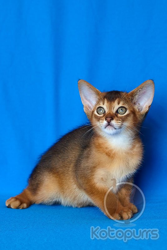 Абиссинский котенок Xander Kotopurrs