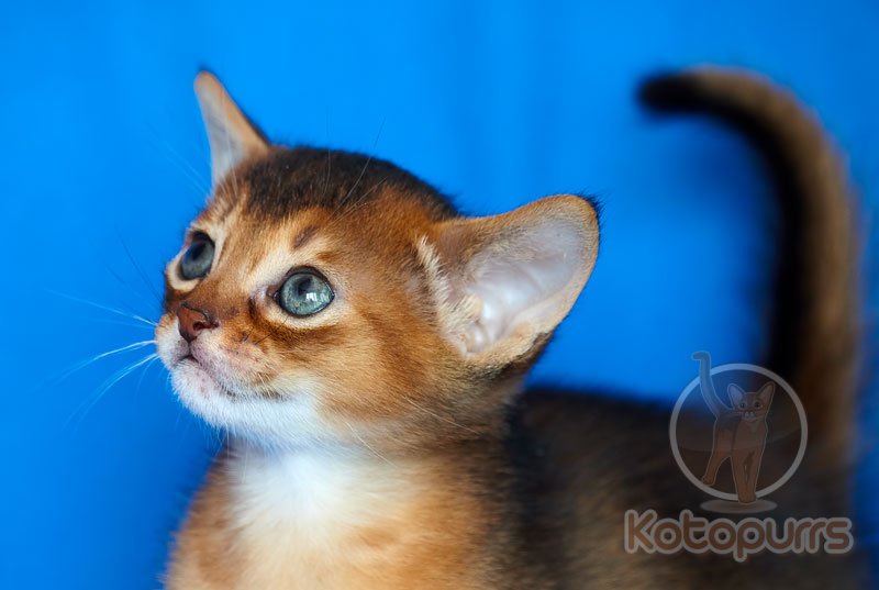 Абиссинский котенок Xtreme Kotopurrs