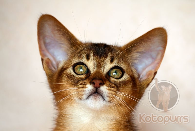 Абиссинский котенок Xenos Kotopurrs