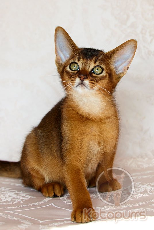 Абиссинский котенок Xander Kotopurrs