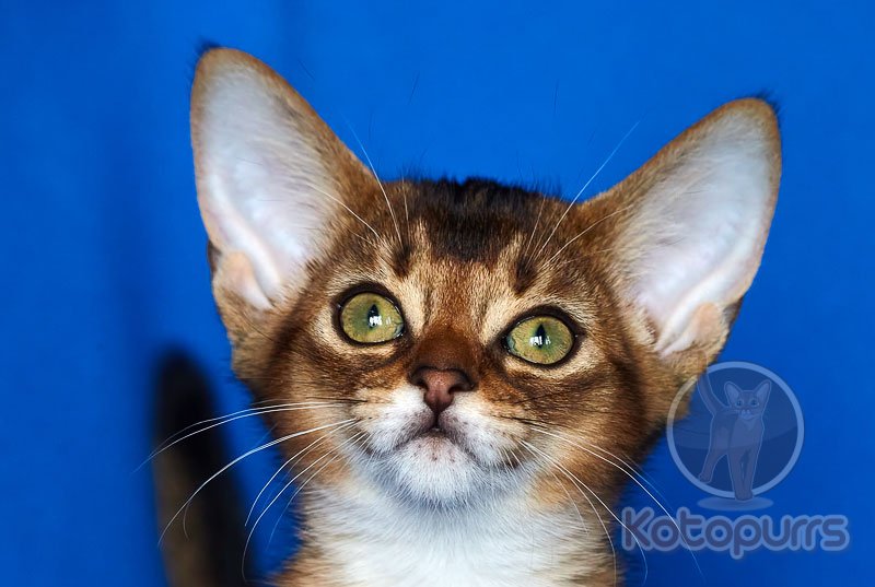 Абиссинский котенок Aurora Kotopurrs