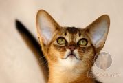 Абиссинский котенок Xtreme Kotopurrs