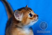 Абиссинский котенок Zephyr Gold Kotopurrs