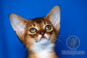 Абиссинский котенок Zephyr Gold Kotopurrs