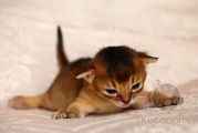 Абиссинский котенок Angel Kotopurrs