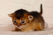Абиссинский котенок Ariel Kotopurrs