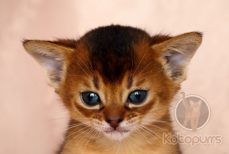 Абиссинский котенок Angel Kotopurrs