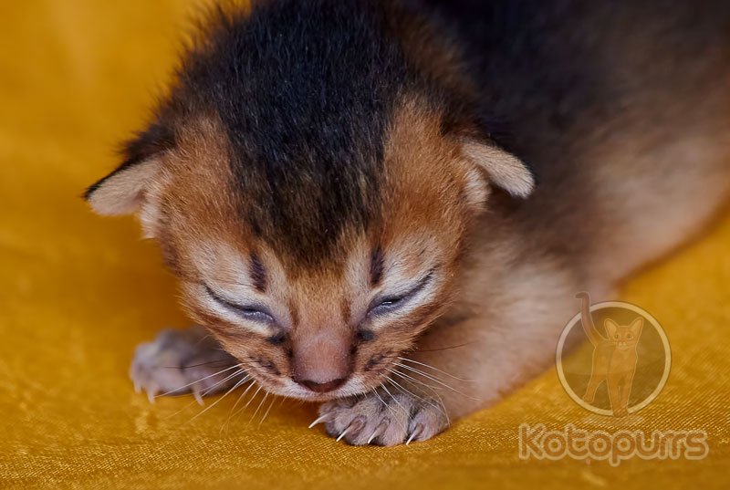 Абиссинский котенок Cornelius Kotopurrs