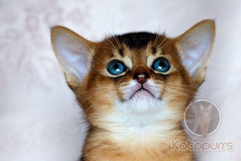 Абиссинский котенок Benjamin Kotopurrs