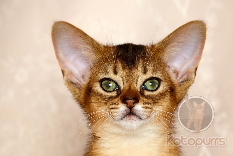 Абиссинский котенок Beatrice Kotopurrs