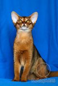 Абиссинский котенок Beatrice Kotopurrs