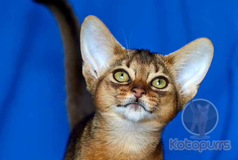 Абиссинский котенок Camilla Kotopurrs
