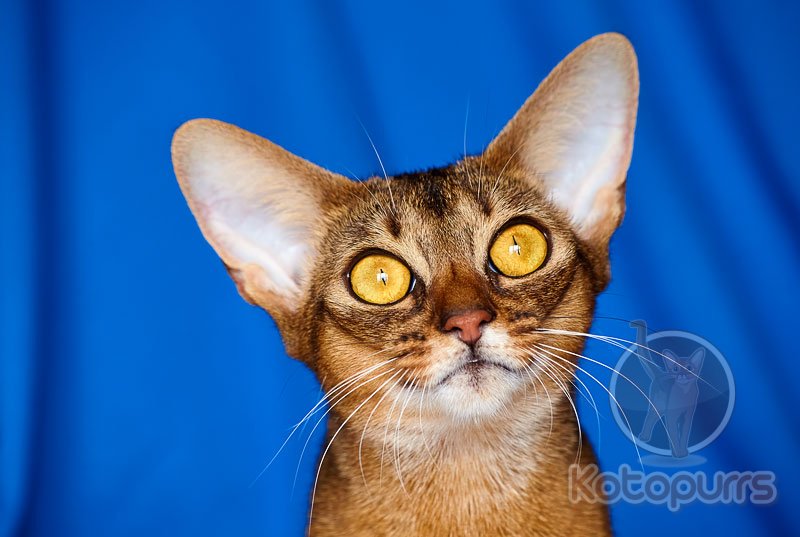 Абиссинская кошка Beatrice Kotopurrs