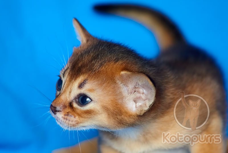 Абиссинский котенок Caramel Kotopurrs