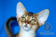 Абиссинский котенок Cornelius Kotopurrs