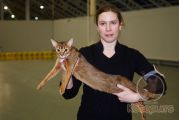 Растяжка для кошки, которая с котячества мотается по выставкам, дело привычное