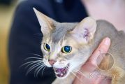 Абиссинская кошка Opra