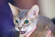 Абиссинская кошка Opra