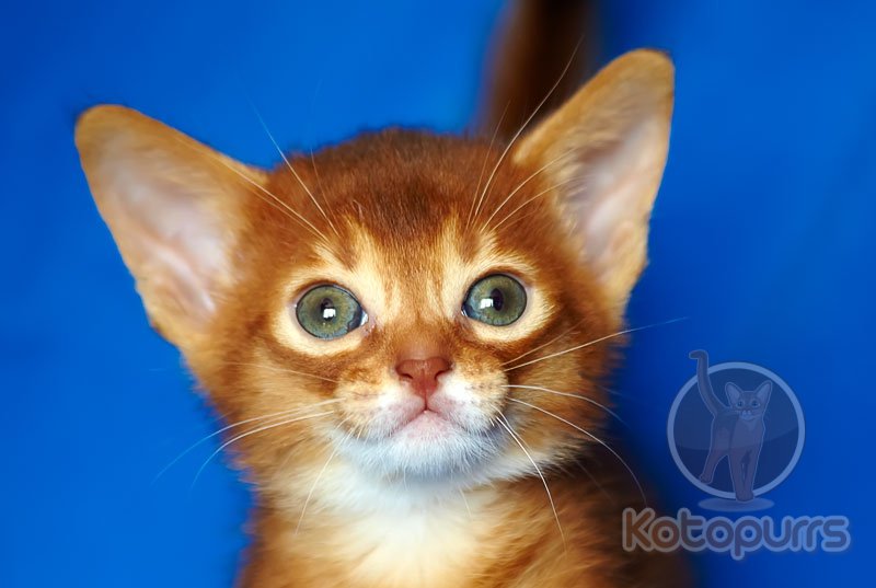 Фотографии абиссинских котят