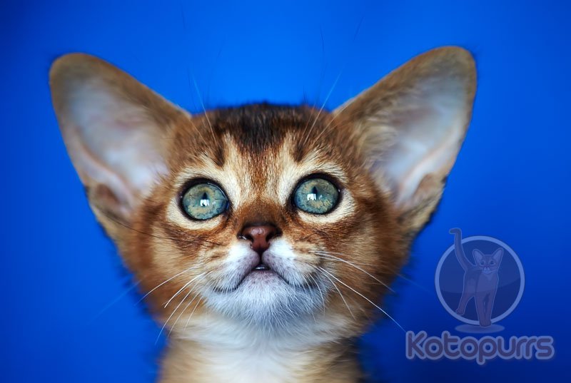Абиссинский котенок Lara Kotopurrs