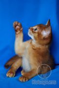 Абиссинский котенок Lapuss Kotopurrs