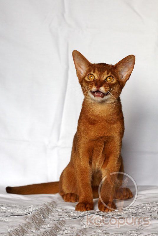 Абиссинский котенок Lapuss Kotopurrs